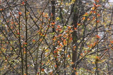 萌芽