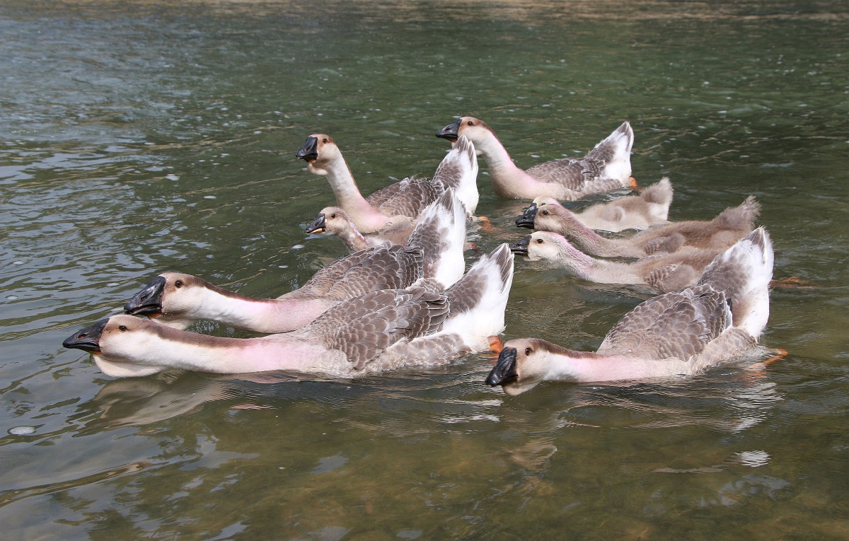 河里的鹅群