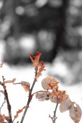 F4B46946-0EAE-4042-BCD0-529C84545AC7/L0/001
