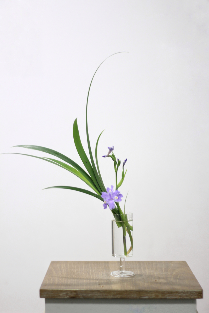 春天插一瓶清新的扁竹兰花吧迷你版的鸢尾拉丝状的花瓣非常灵动又有