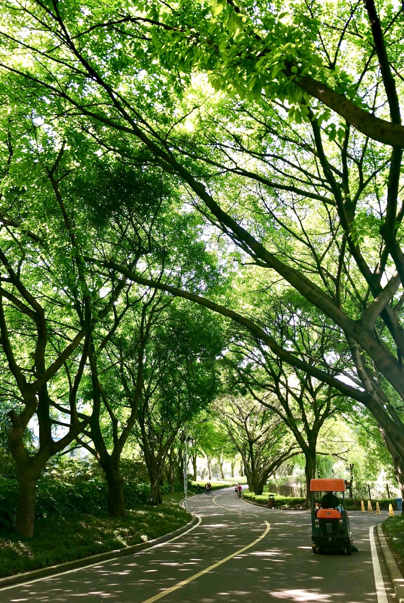 绿树成荫幽静的林荫道