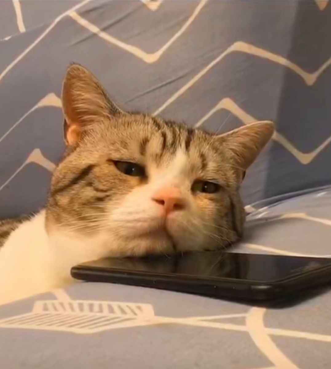 这像极了等人点赞收藏的我