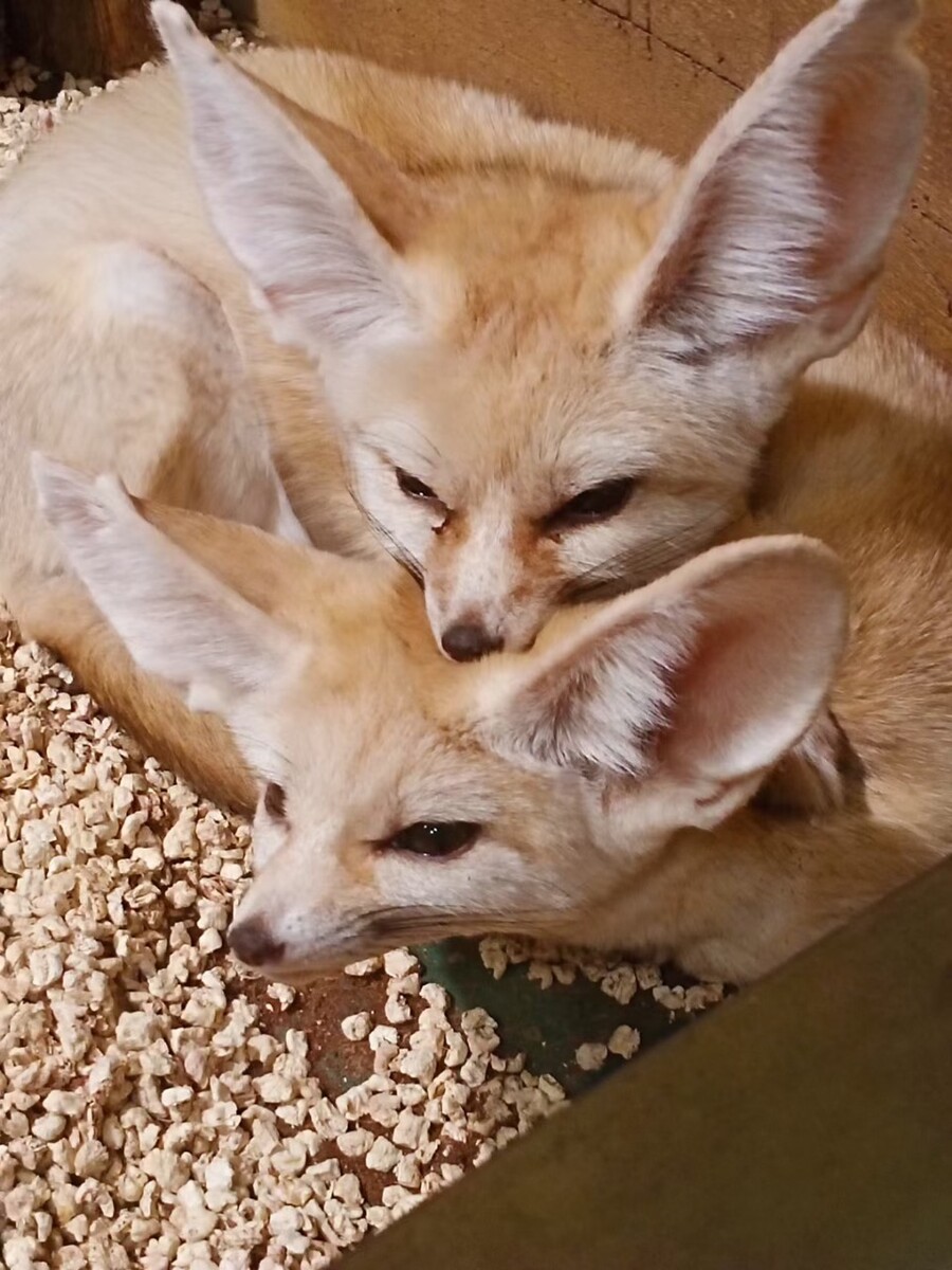 果狐狸养殖,养殖没有权限是违法的狐狸也可以养在家吗?