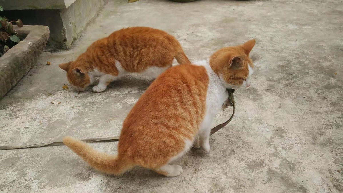 农村腊梅旁的橘猫