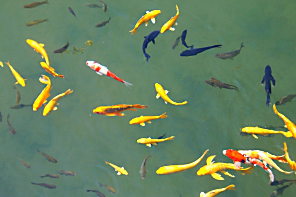 观赏鱼群一摄于北京市海淀区圆明园遗址公园