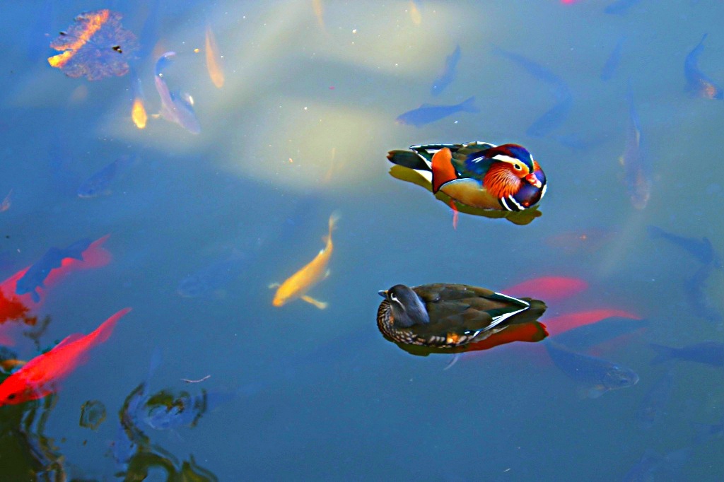 鸳鸯与鱼一摄于北京市圆明园遗址公园
