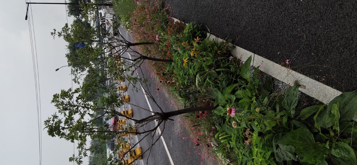 道路绿化与花草一摄于北京市丰台区东旭国际