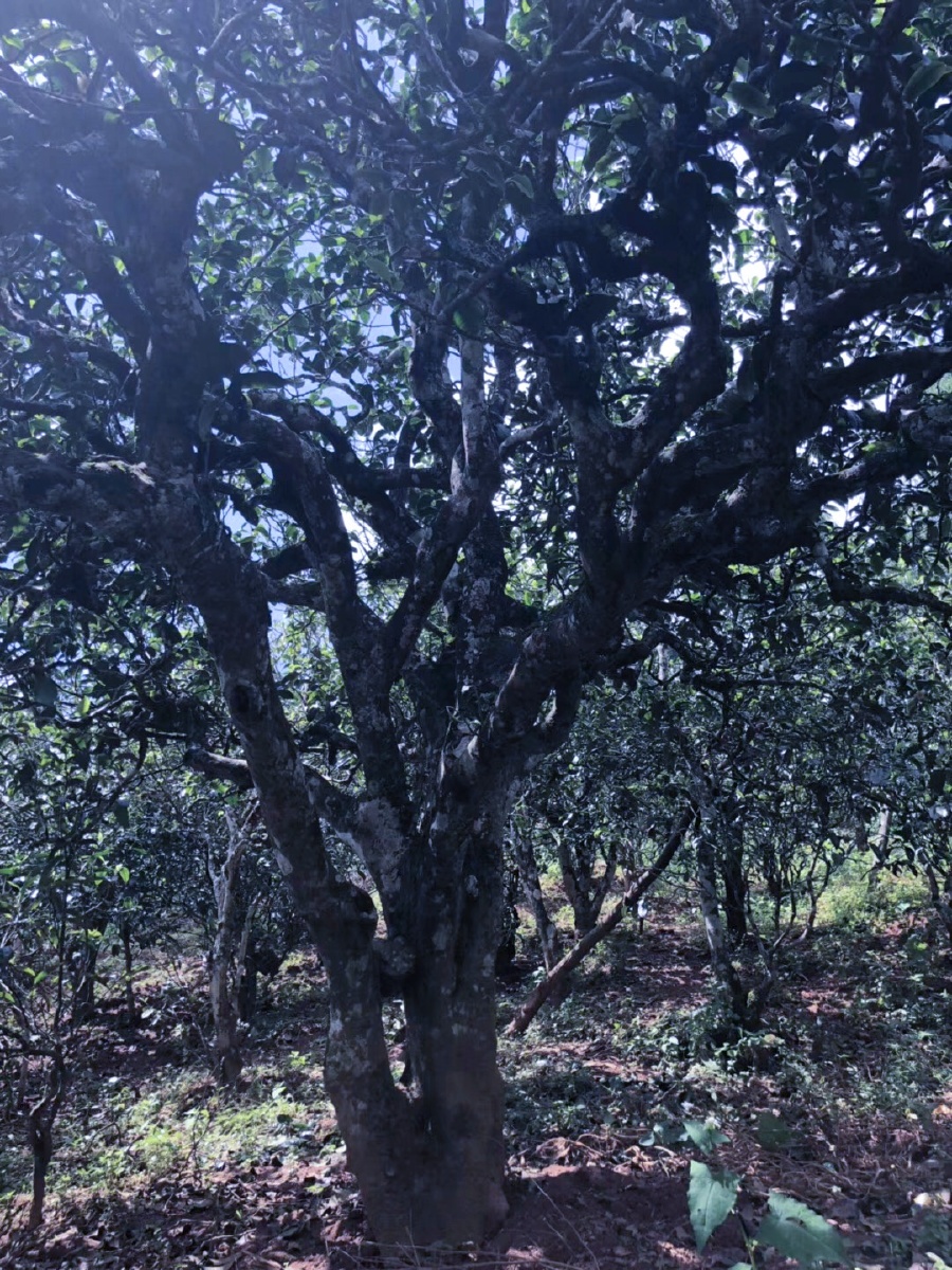 上百年古茶树