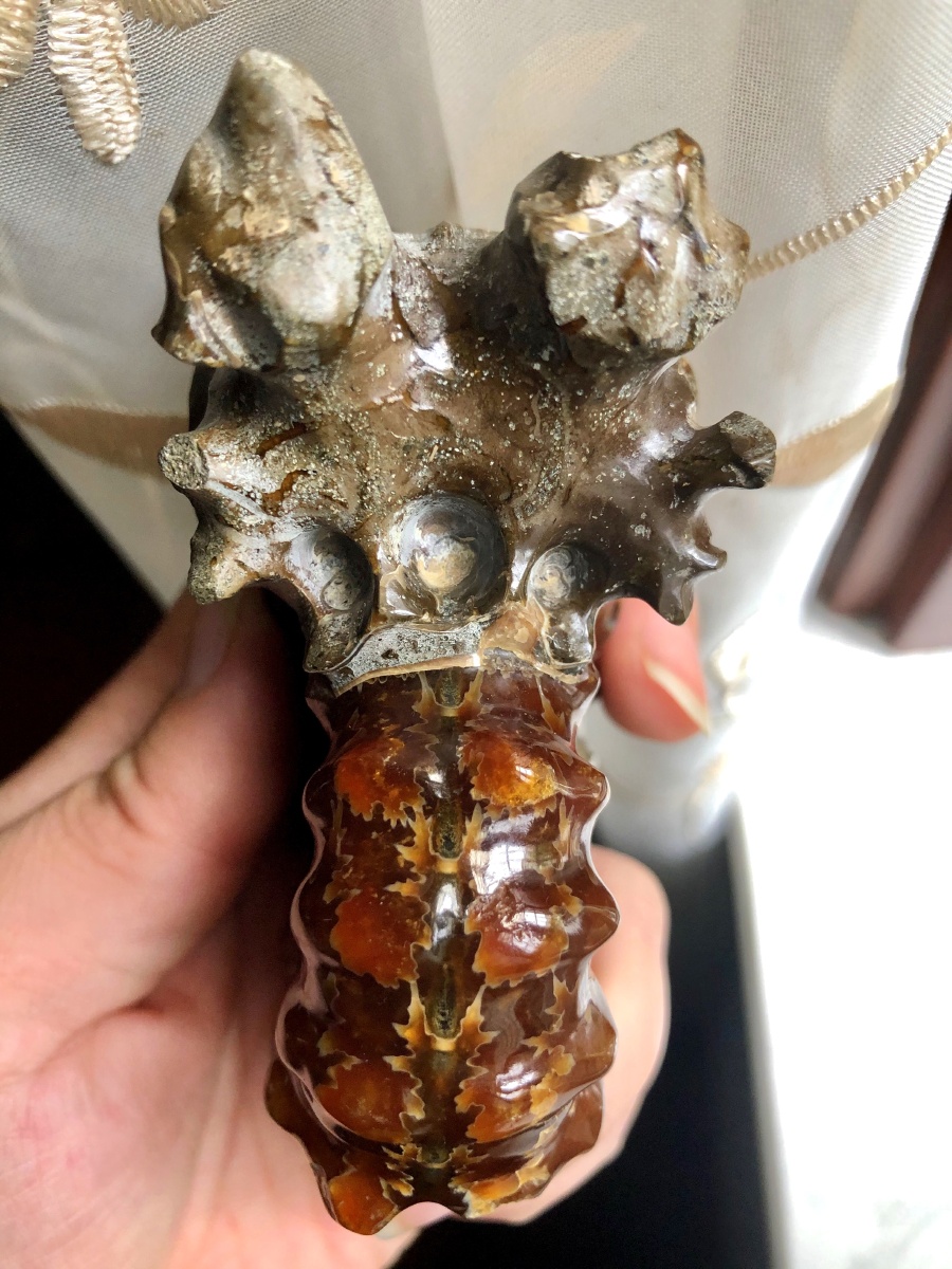 马达加斯加的羊角螺