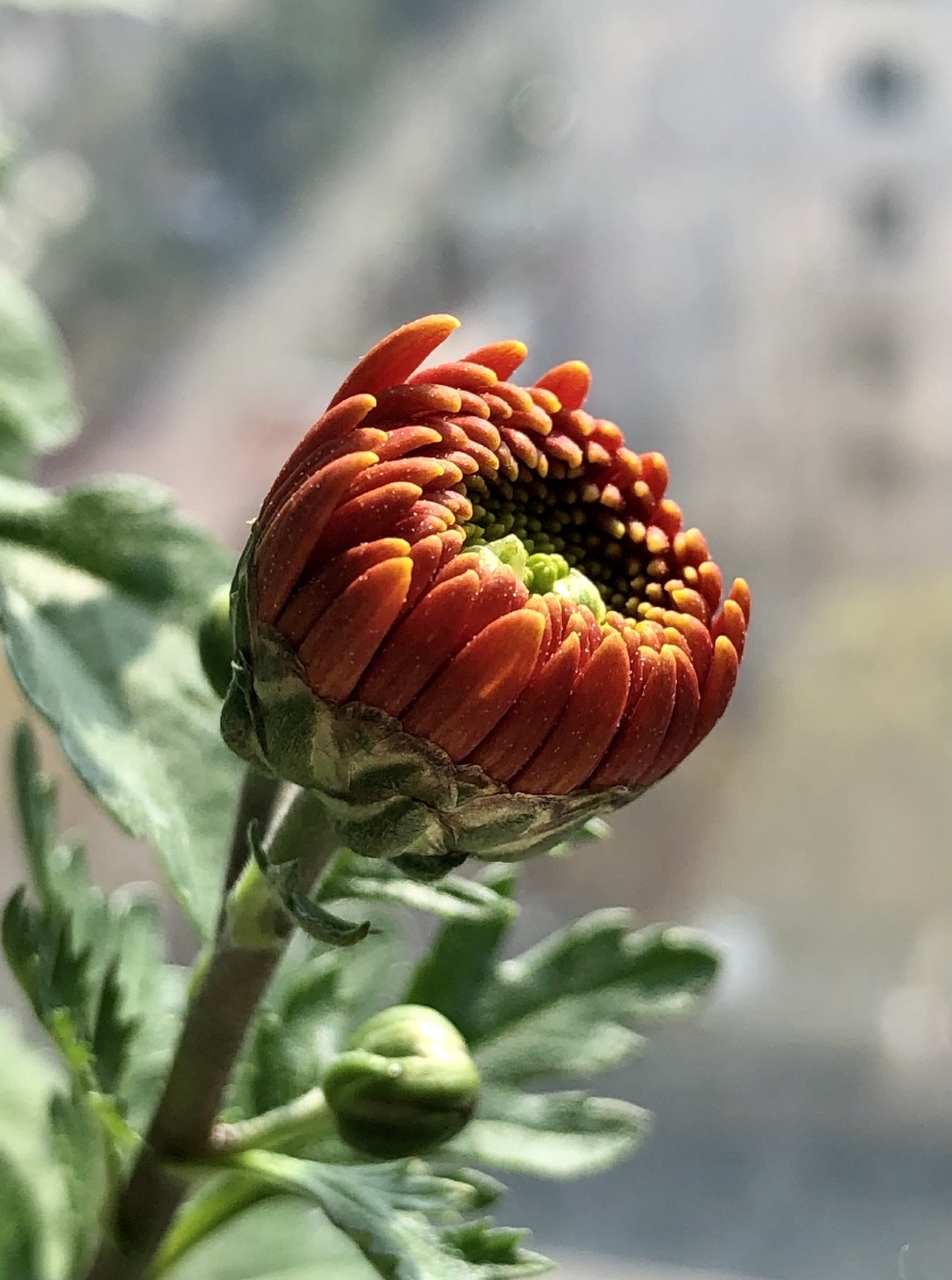 小雏菊98花苞 - 云夕7982 - 图虫