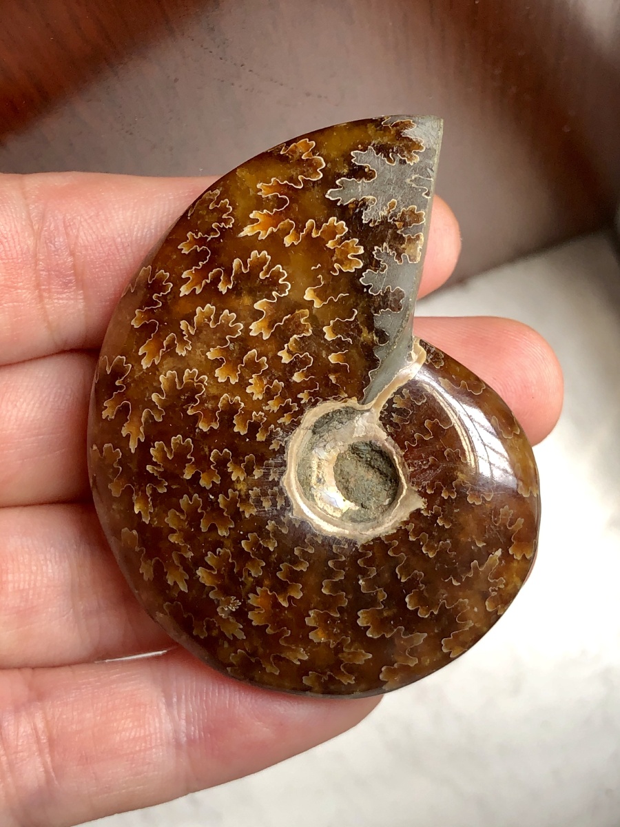 大风神菊石与小风神菊石90 - 云夕7982 - 图虫