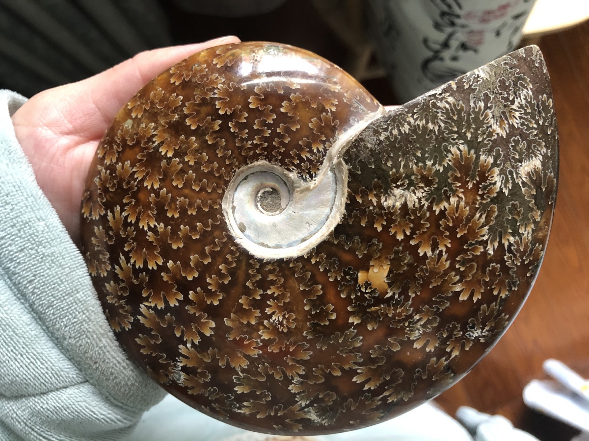 大风神菊石与小风神菊石90 - 云夕7982 - 图虫