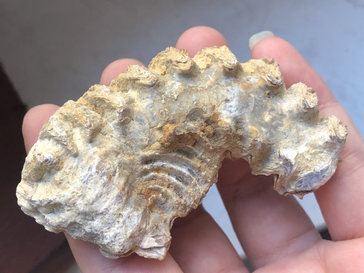 啊呜一口吃掉你 古生物牡蛎化石萌萌哒