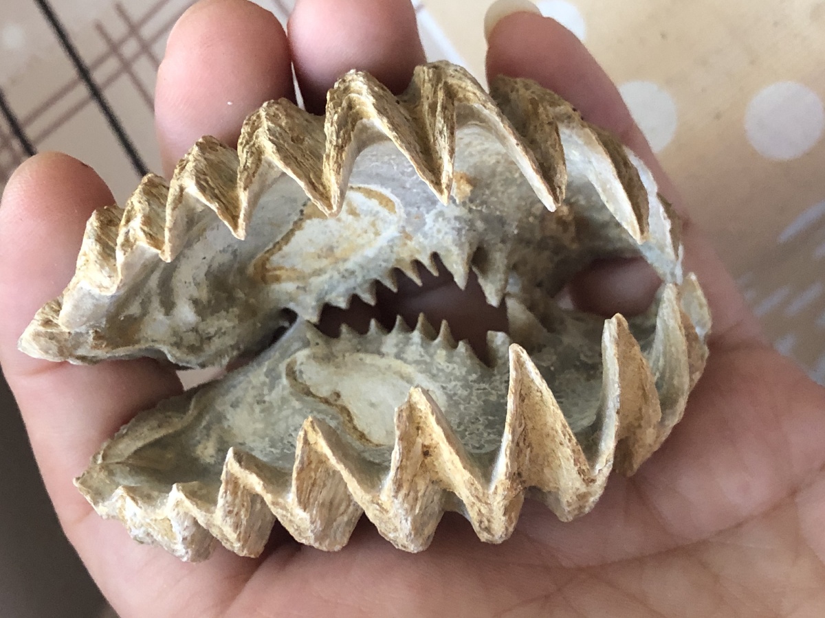 啊呜一口吃掉你古生物牡蛎化石萌萌哒