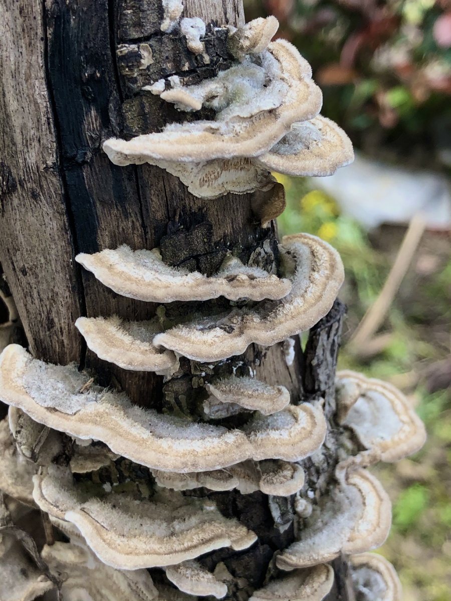 朽木上的菌群也是很壮观的