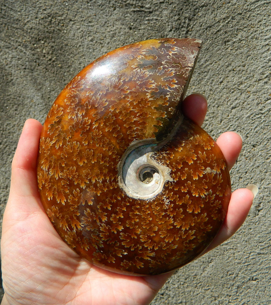 大风神菊石与小风神菊石90 - 云夕7982 - 图虫