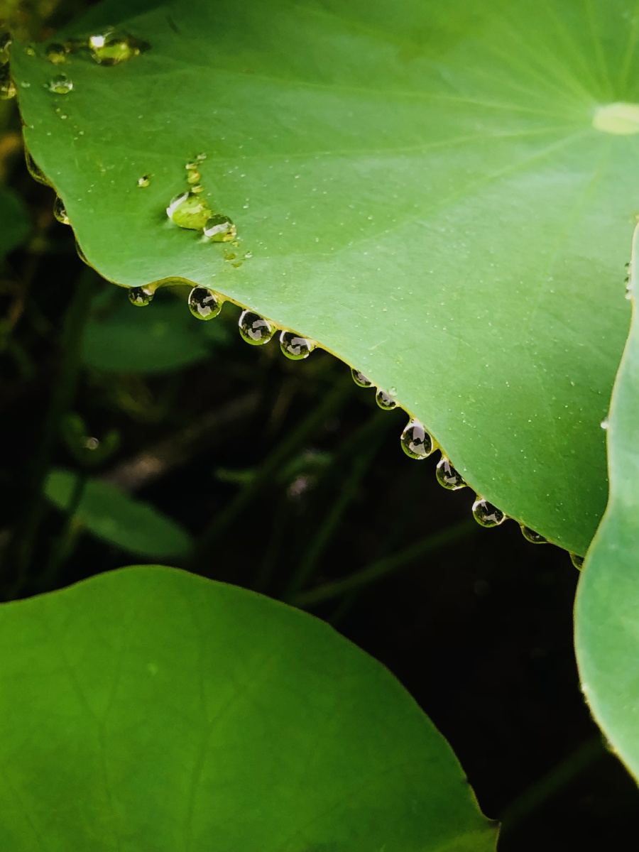 荷叶与水滴