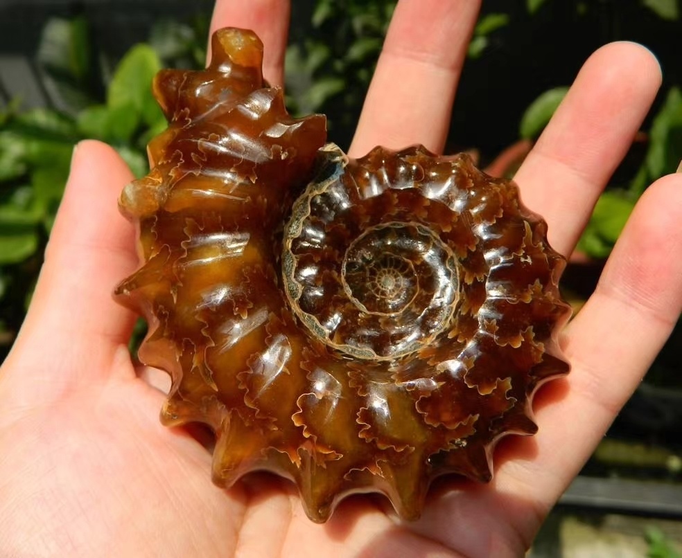 品相比较完美的马岛羊角螺