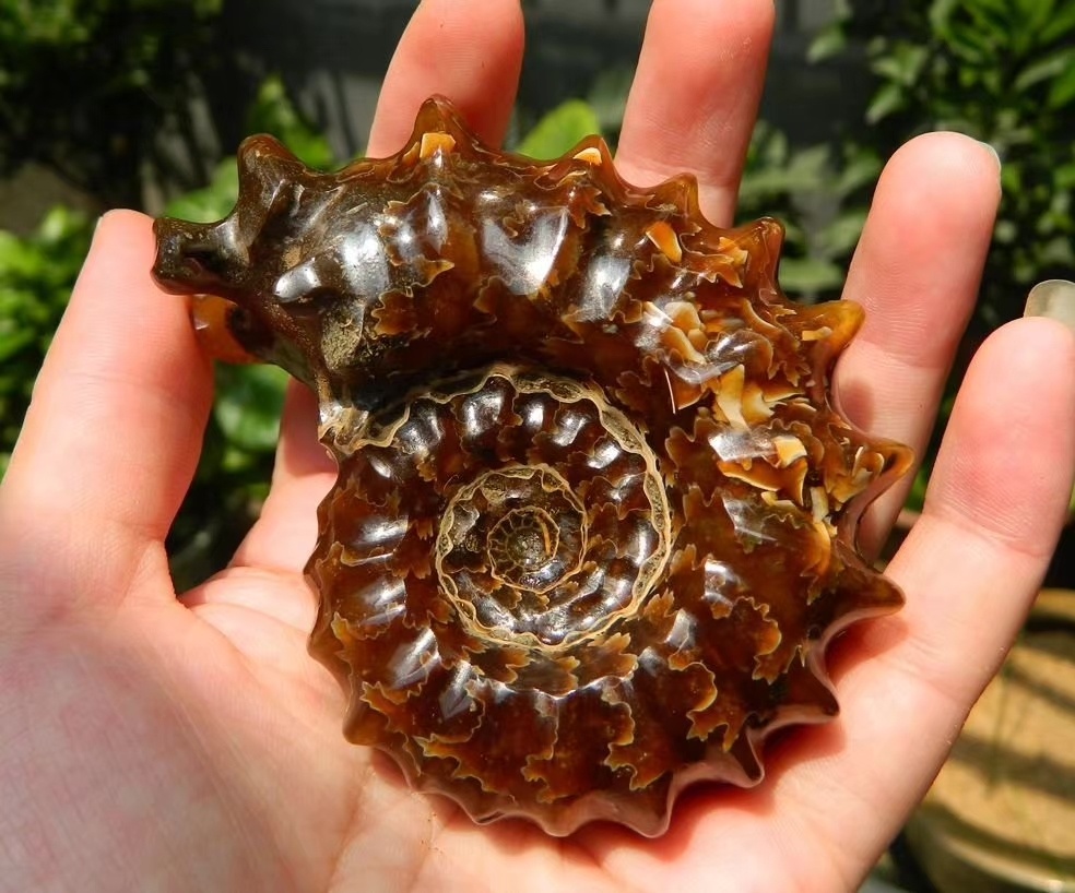 品相比较完美的马岛羊角螺