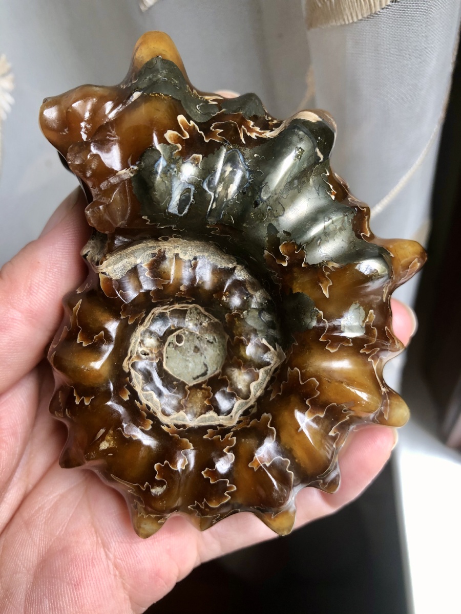 马岛公羊角螺窦唯雷菊石