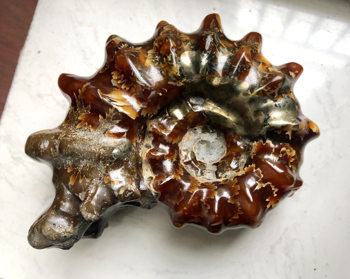 马达加斯加的羊角螺