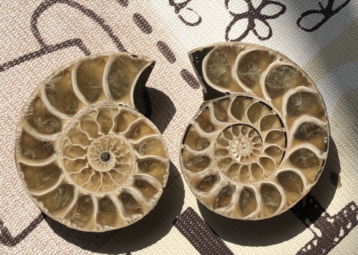 漂亮的螺化石切片