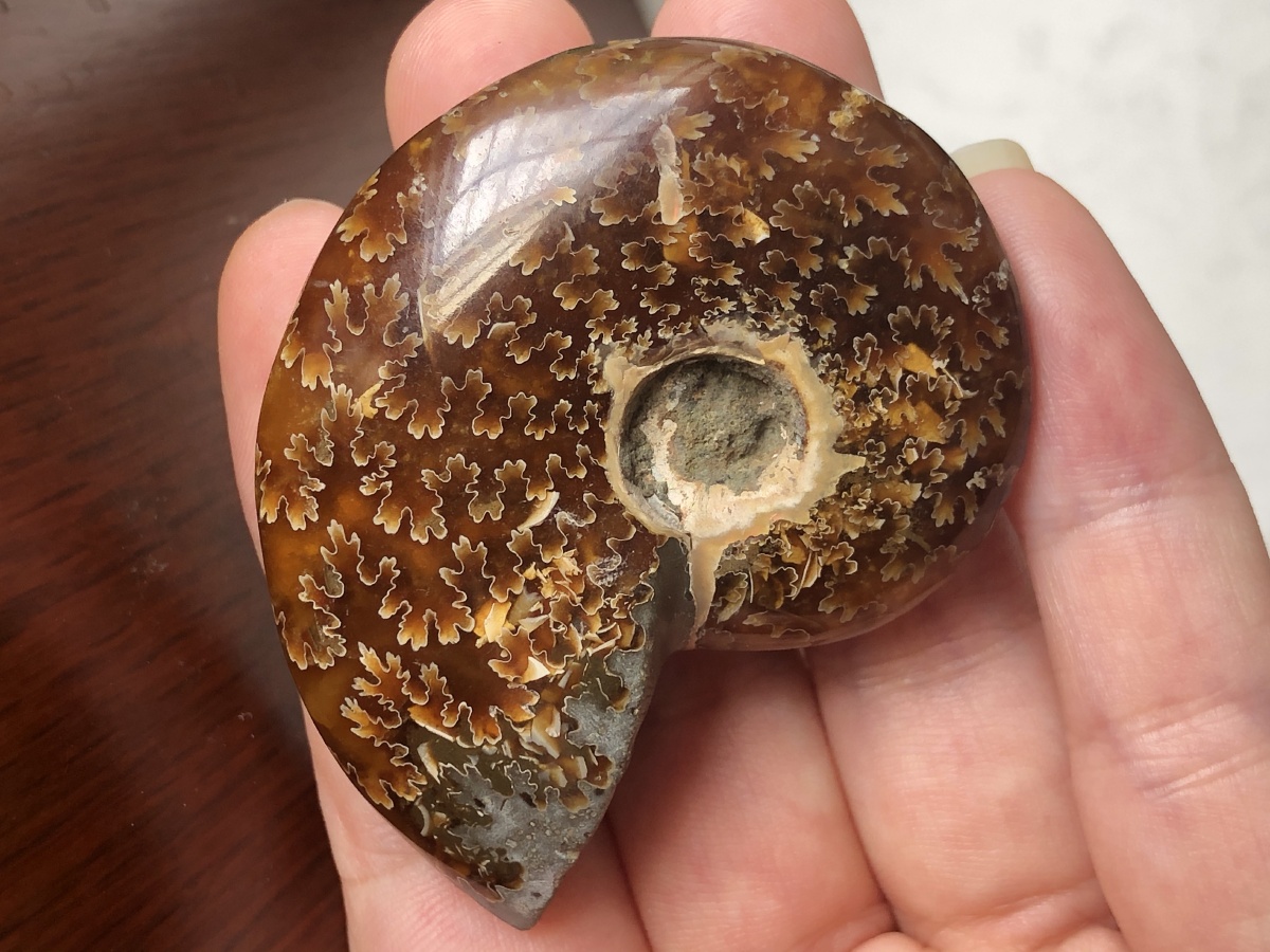 大风神菊石与小风神菊石90 - 云夕7982 - 图虫