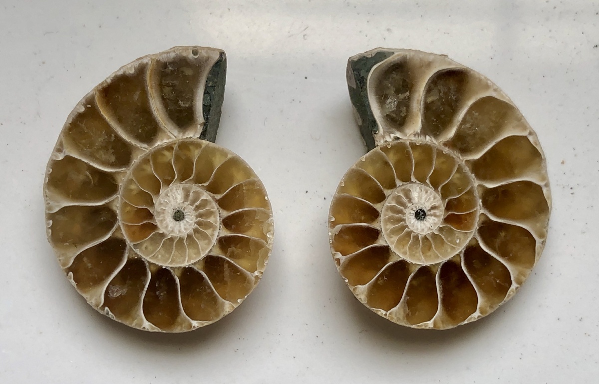 远古遗迹 菊石化石