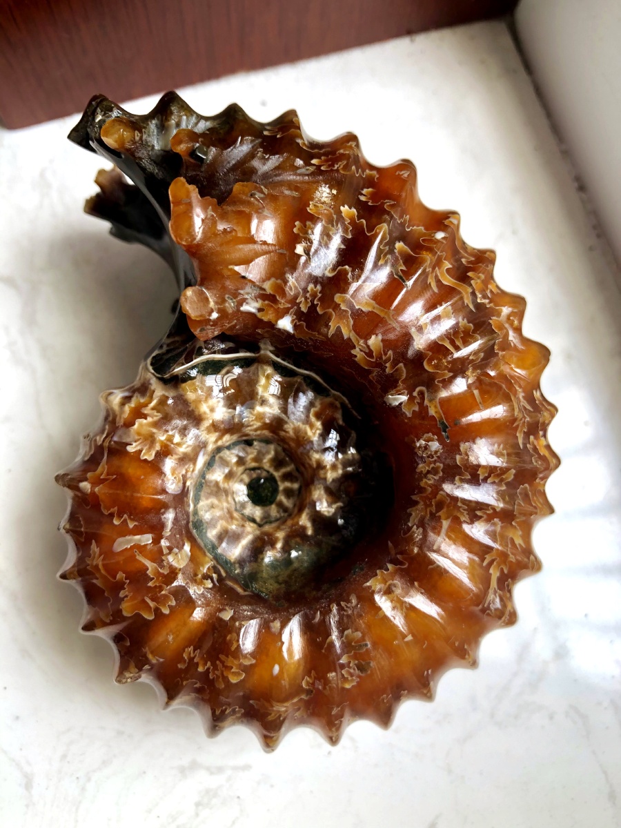 窦唯雷菊石马岛羊角螺