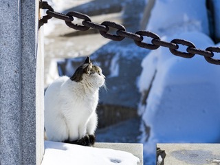 51772