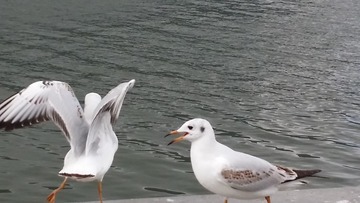 3217