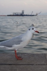 3919