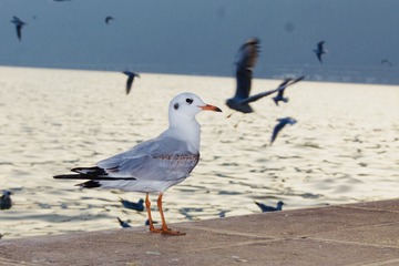 4077