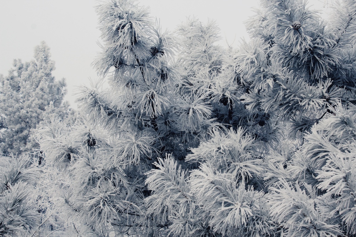 一个打赏的人吧2020冬天摄影大赛季节冬季雪冷冻结的#霜天气冰树雾1/2