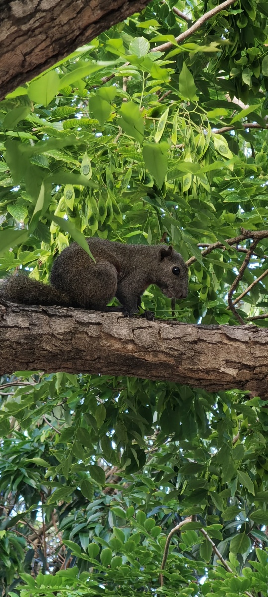 海南东方黄花梨树,黄花梨果,黄花梨叶,树叶,树枝,松鼠