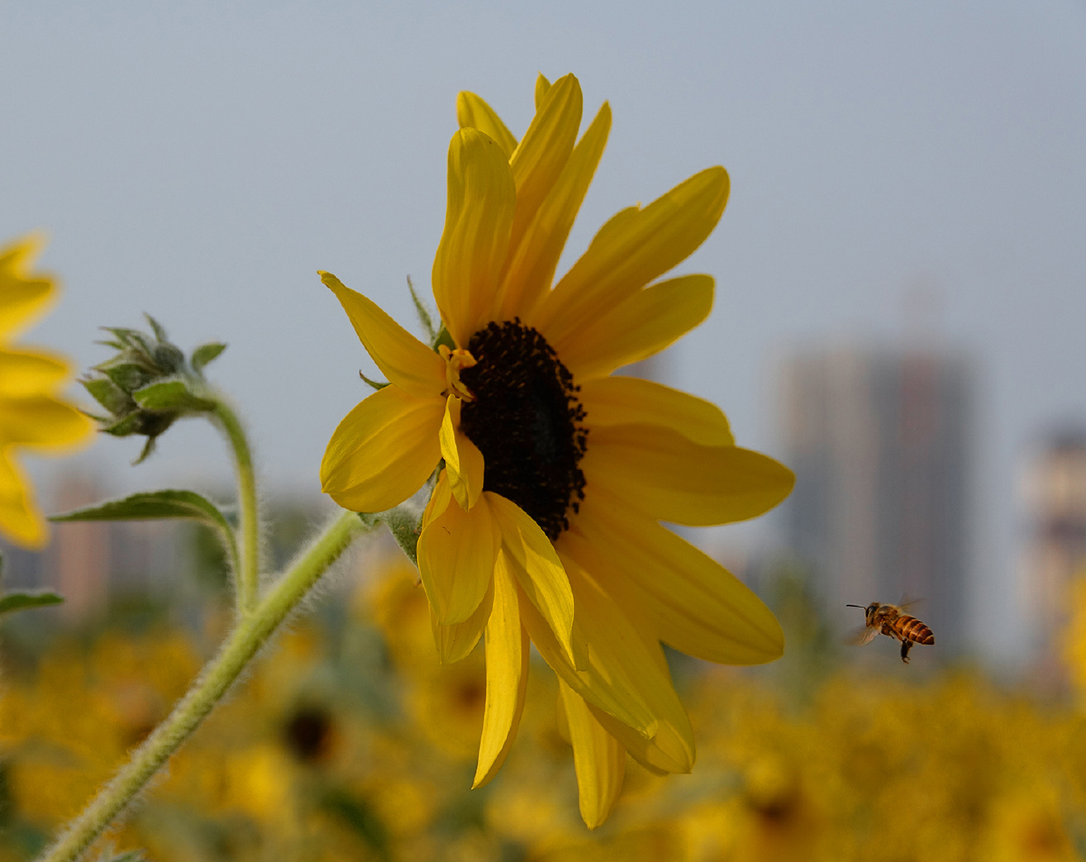 阳春三月的葵花特写