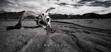 skull