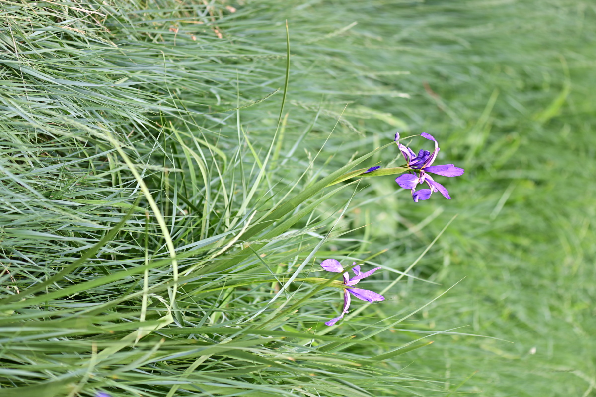鸢尾今日摄于中科院植物园