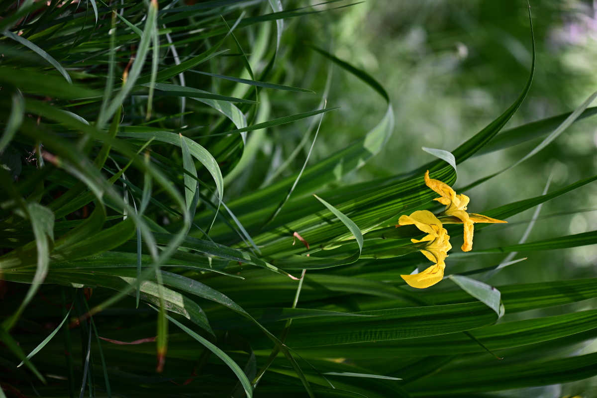 鸢尾今日摄于中科院植物园
