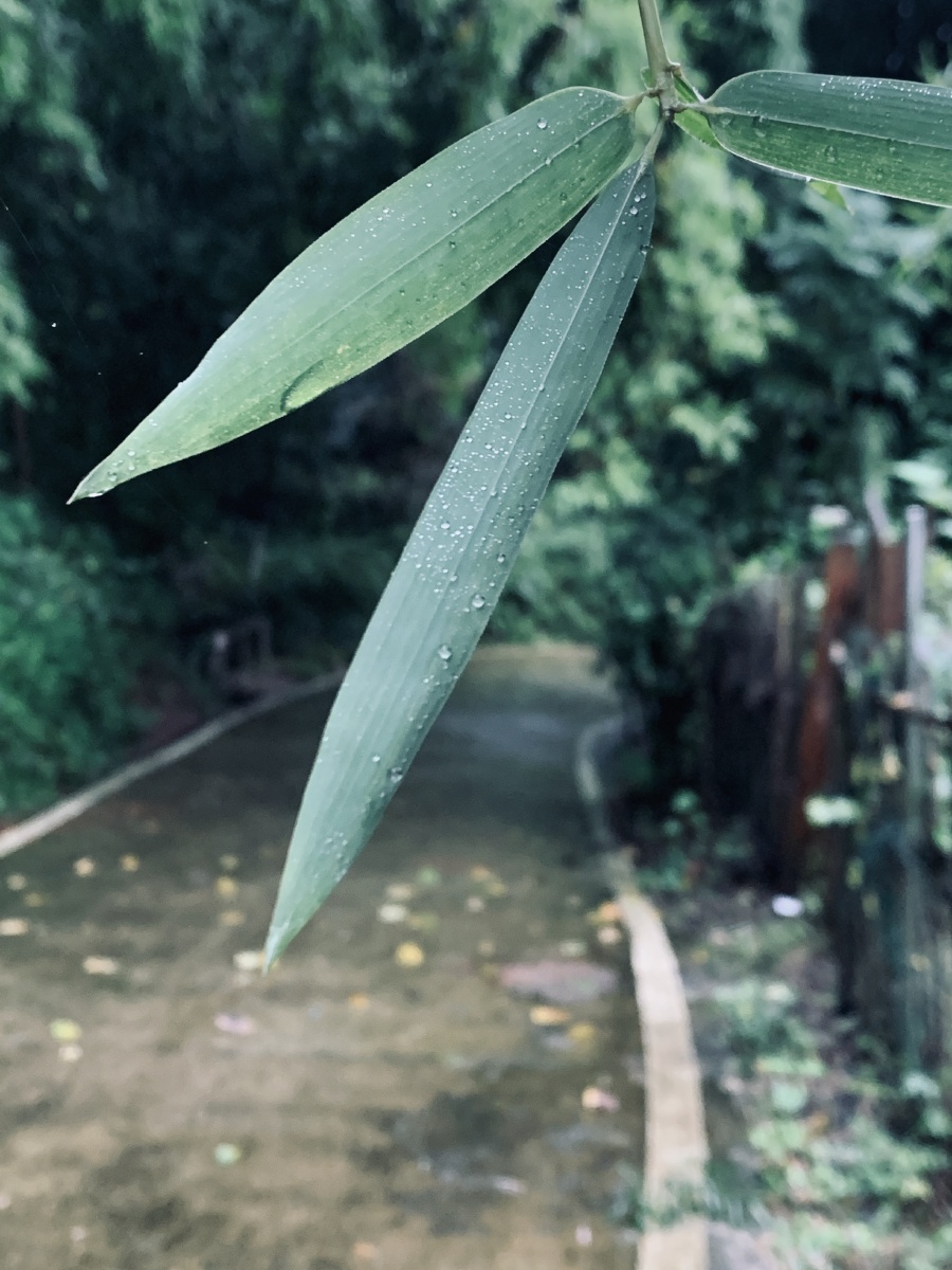 初秋的小雨