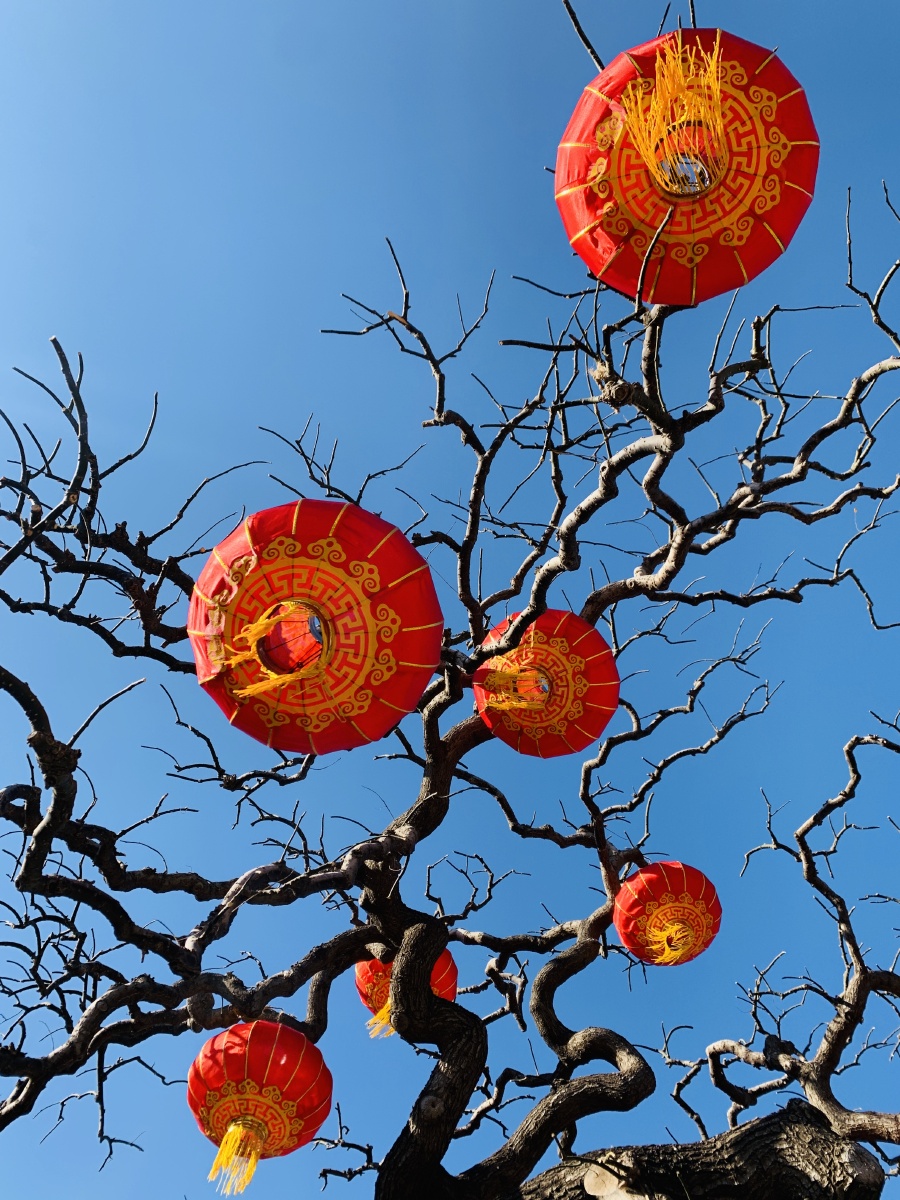 辞旧迎新新春佳节树枝上挂满了喜庆的大红灯笼