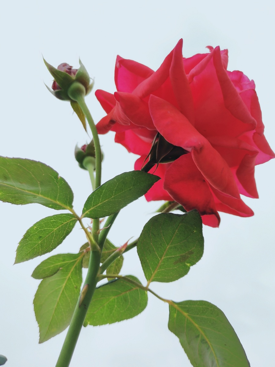 带刺的月季树型月季花手机花卉特写