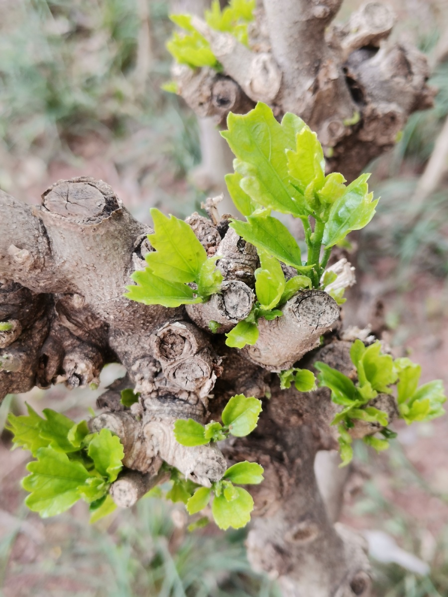 春风枯枝无丑叶手机摄影