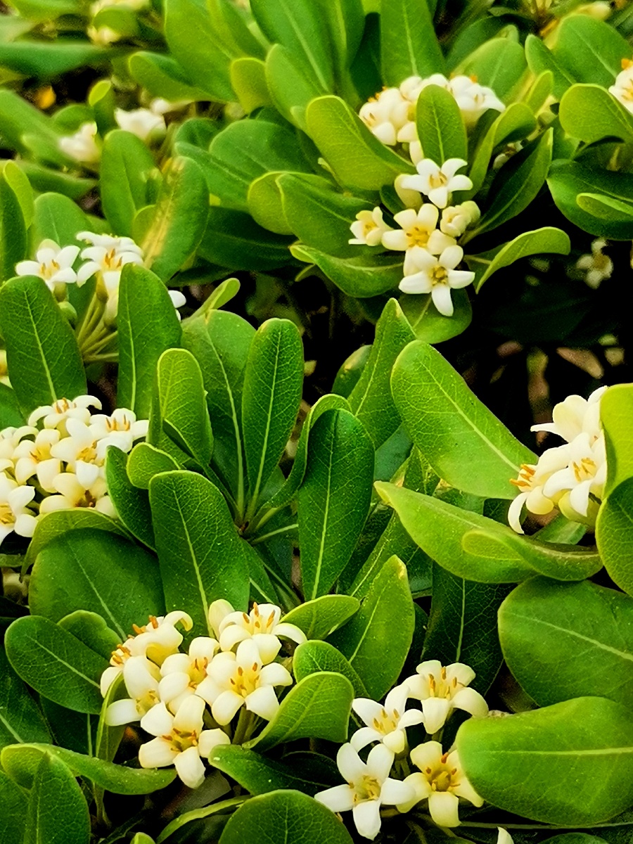 白色海桐花四季常青花香清幽春天花开绿植景观植物手机摄影