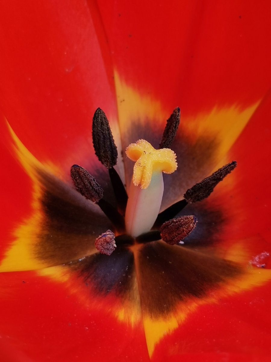 郁金香花蕊手机摄影微距摄影