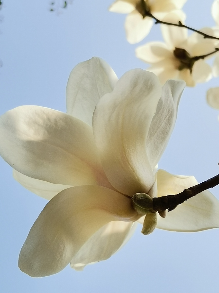 洁白高傲必须仰视的玉兰花 春天三月花开 手机摄影 花卉特写 底图直出