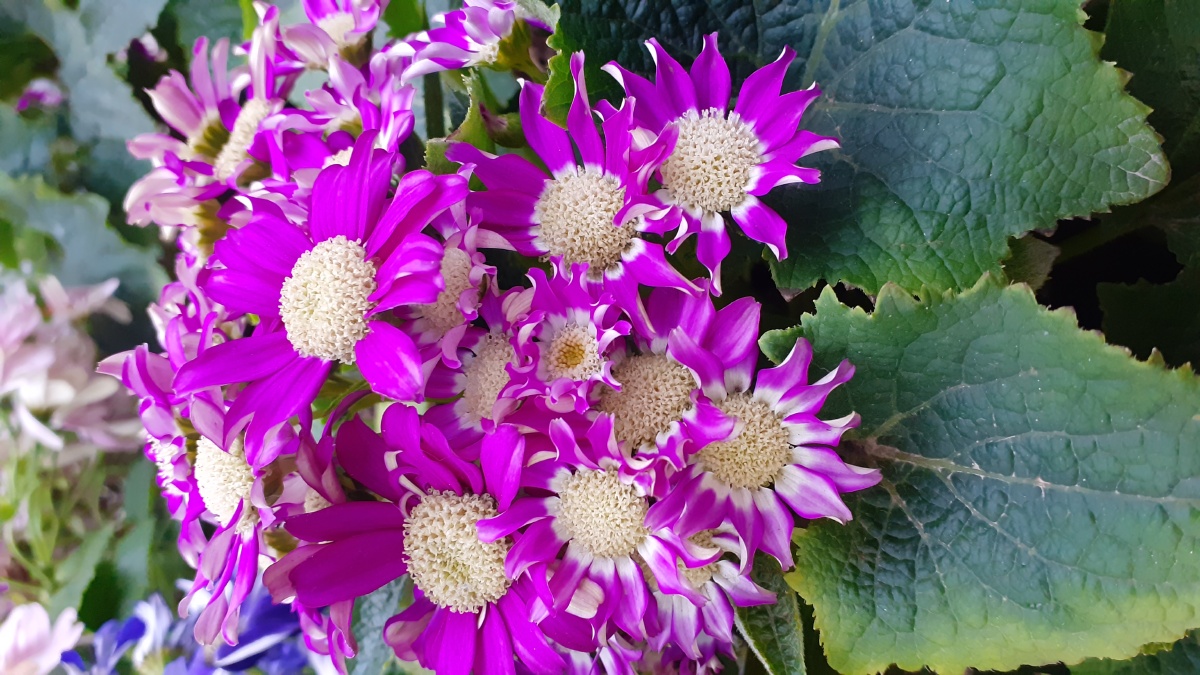 紫罗兰色瓜叶菊又名富贵菊一月花期群簇绽放手机摄影底图直出