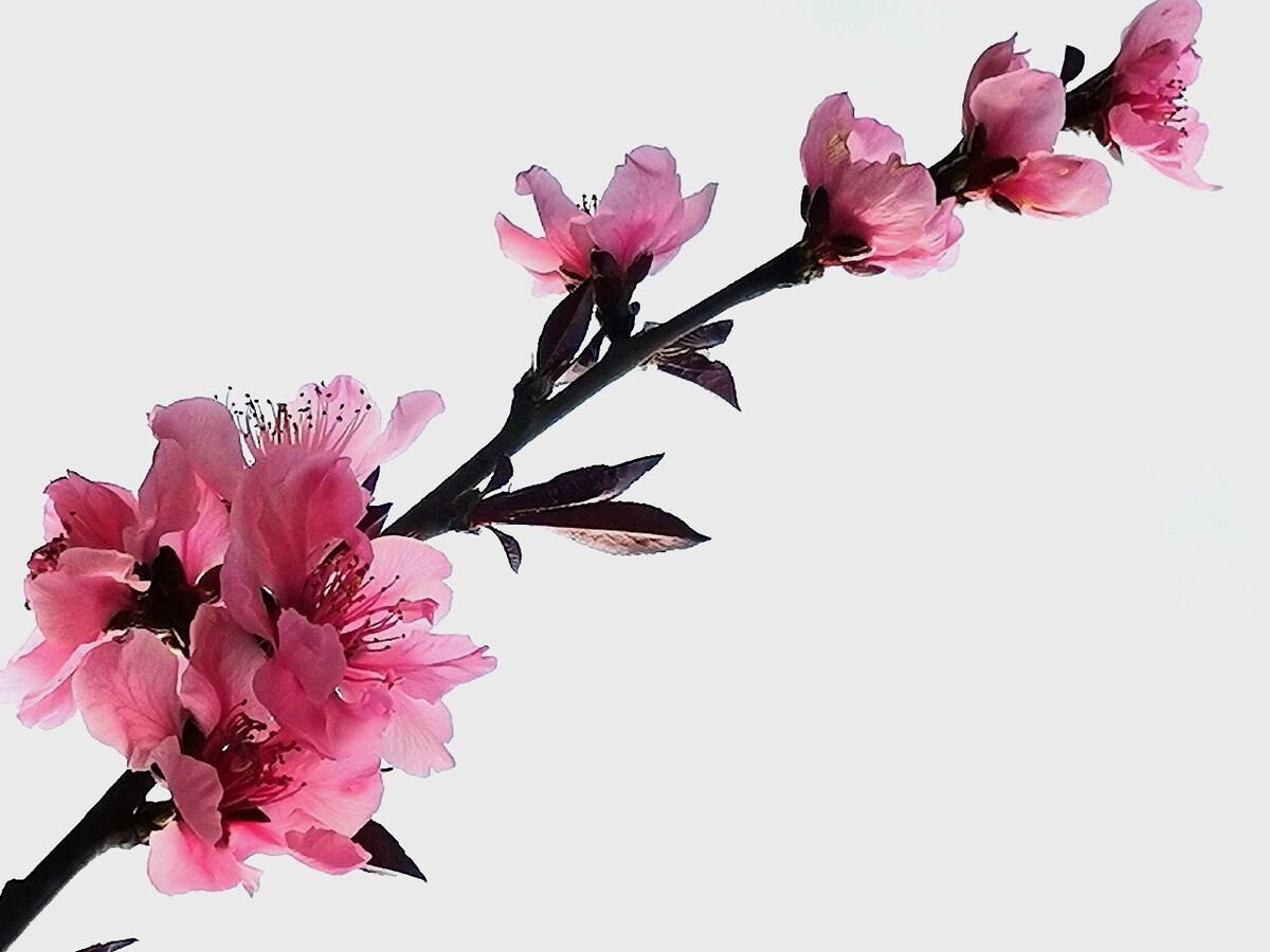 春天里最美丽的桃花枝手机摄影