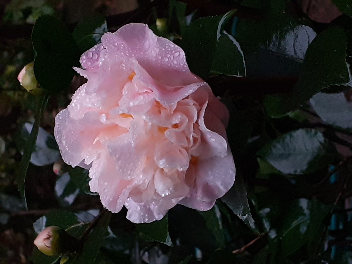 雨中山茶花淡粉色山茶花苞微距摄影手机摄影底图直出