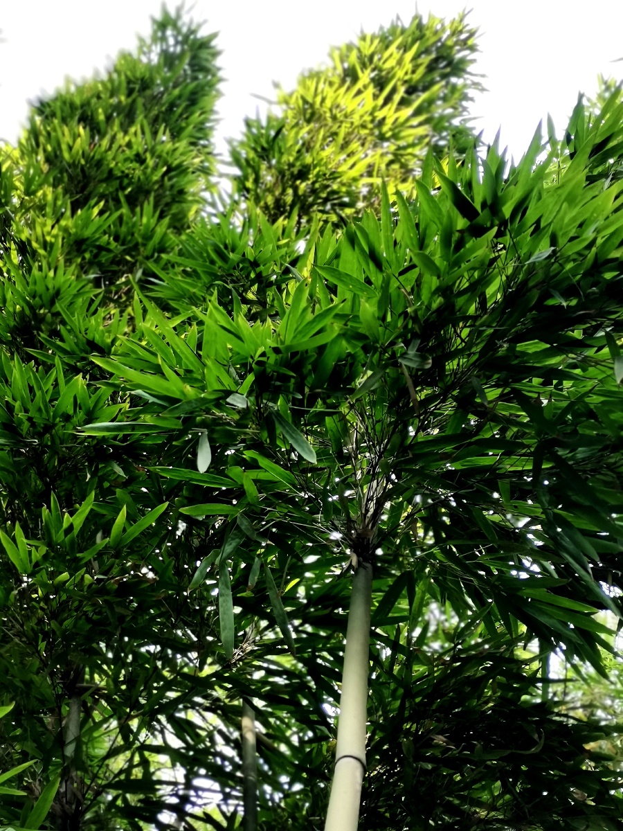 竹光幻影春天里的绿竹手机摄影